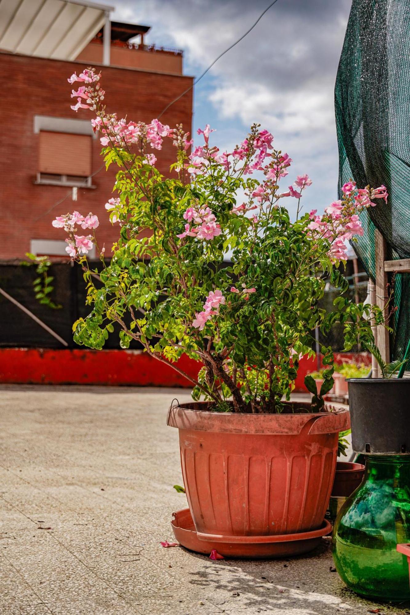 Bed & Breakfast La Terrazza Hotell Latina Eksteriør bilde